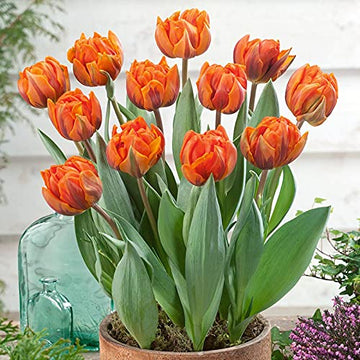 Orange Grün Tulpe Blumensamen zur Aussaat Garten beliebt Traditionssorte & ohne Gentechnik Samen Hausgarten