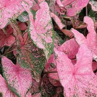 Mischung Rosa Caladium Blumensamen zur Aussaat – duftend Blüten – Traditionssorte & ohne Gentechnik Samen Hausgarten