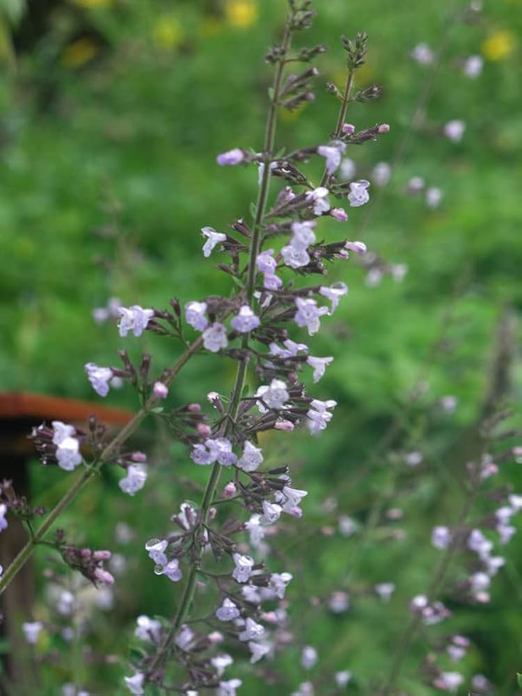 nepitella calamintha nepeta samen