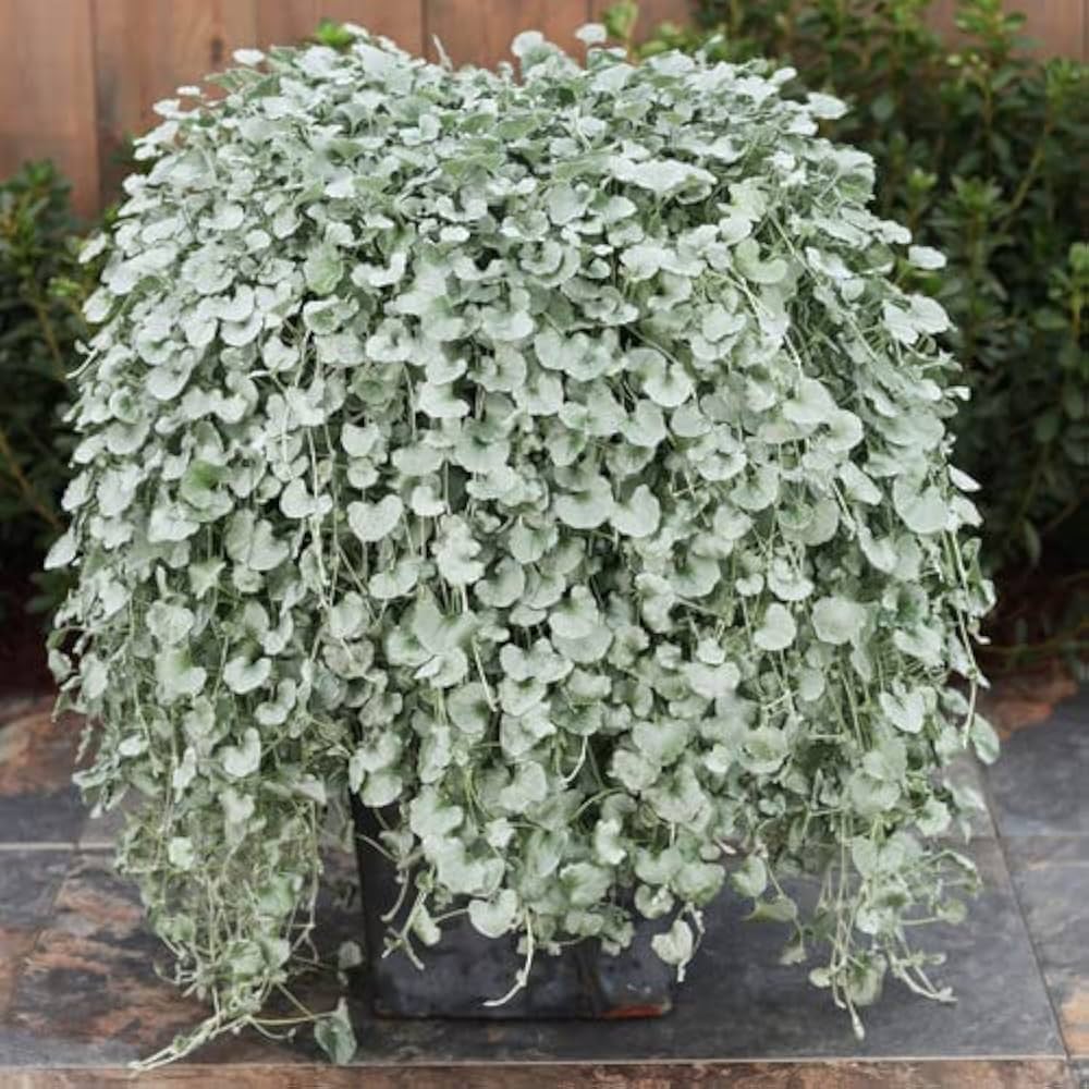 Dichondra Blumensamen zur Aussaat leuchtend Blüten Traditionssorte & ohne Gentechnik Samen Hausgarten