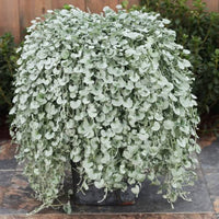 Dichondra Blumensamen zur Aussaat leuchtend Blüten Traditionssorte & ohne Gentechnik Samen Hausgarten