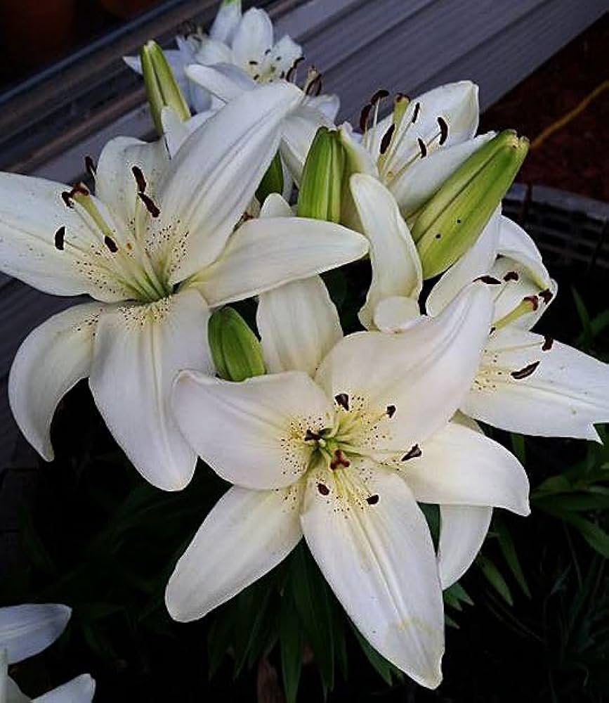 Perfume Lilie Semi Blumensamen für Innenräume System