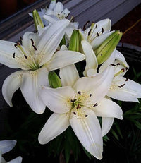 Perfume Lilie Semi Blumensamen für Innenräume System