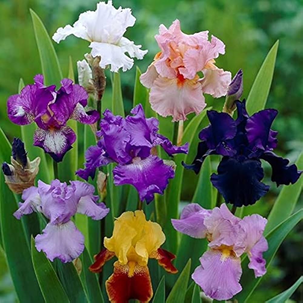 Gemischt Iris Bearded Semi Iris Bonsai selten Samen