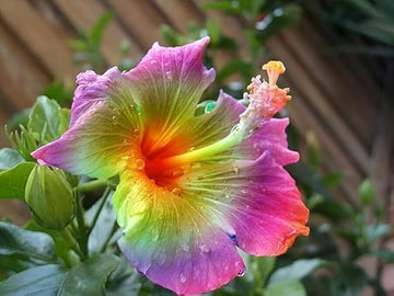 Hibiscus rosa-sinensis blume samen for anpflanzung