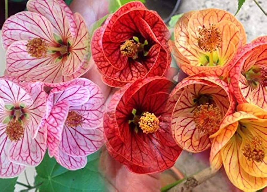 Abutilon Bellvue Blumensamen zur Aussaat – Drought verträglich – Traditionssorte & ohne Gentechnik Samen Hausgarten