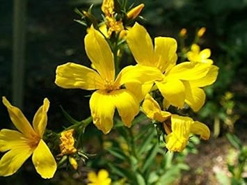 Gelb linum flavum blume samen for anpflanzung - shade tolerant, heirloom & gmo free samen for home garten
 
 sale for anpflanzung in home garten