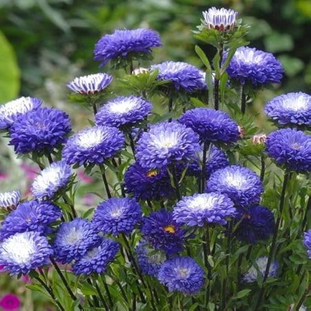 Blau Weiß Chrysantheme Blumensamen zur Aussaat – hochwertige Qualitäts- – Traditionssorte & ohne Gentechnik Samen Hausgarten