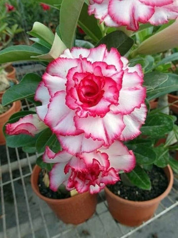 Selten Rot Desert Rose Samen – einzigartig – robust Desert Blume für Ihren Garten