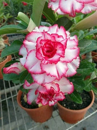 Rosa Obesum Blumensamen zur Aussaat – pflegeleicht – Traditionssorte & ohne Gentechnik Samen Hausgarten