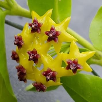 Hoya kerrii blume samen for anpflanzung compact growth heirloom & gmo free samen for home garten 
 
 sale samen for home garten anpflanzung