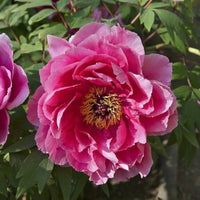 Suffruticosa Blumensamen zur Aussaat kompakt Wuchs Traditionssorte & ohne Gentechnik Samen Hausgarten