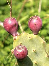 Rosa opuntia blume samen for anpflanzung - colorful display, heirloom & gmo free samen for home garten
 
 sale samen for home garten