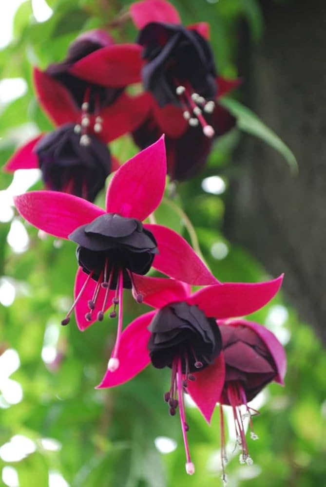 Rot Fuchsie Lantern Blumensamen Fuchsie zur Aussaat Garten & Blume Beet