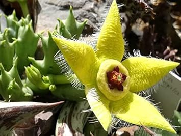Stapelia pulchella blume samen for anpflanzung - cut blume favorite, heirloom & gmo free samen for home garten
 
 sale for anpflanzung in home garten.
