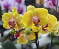 Gelb Orchidee Blumensamen zur Aussaat leuchtend Traditionssorte & ohne Gentechnik Samen Hausgarten