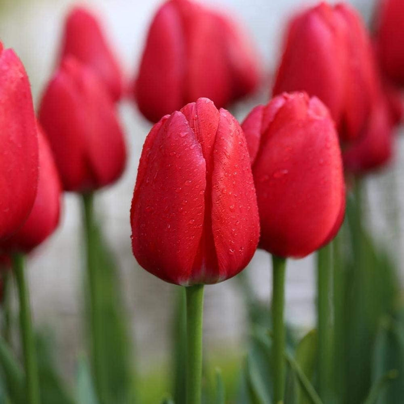 Deep rot tulip blume samen for anpflanzung long bloom season heirloom & gmo free samen for home garten 
 
 sale samen for home garten anpflanzung