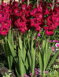 Gladiole Bulbs Blumensamen zur Aussaat pflegeleicht Traditionssorte & ohne Gentechnik Samen Hausgarten