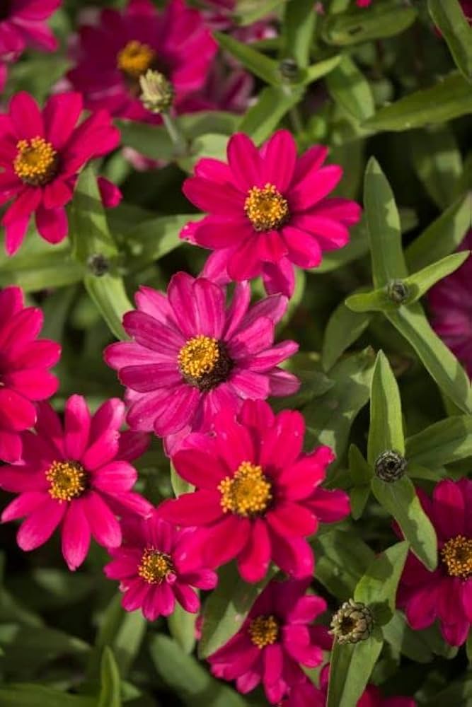 Zinnie Zinnie elegans Samen zur Aussaat Blume Beet