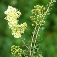 Weiß Privet Blumensamen zur Aussaat – farbenfroh Schau – Traditionssorte & ohne Gentechnik Samen Hausgarten