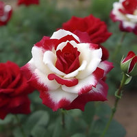 Rarest Weiß Knight Rose Blumensamen zur Aussaat hochwertige Qualitäts- ideal für Ihren Garten Traditionssorte & ohne Gentechnik Samen Hausgarten