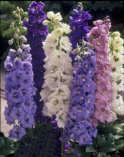 Larkspur Blumensamen zur Aussaat – Garten beliebt – Traditionssorte & ohne Gentechnik Samen Hausgarten