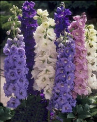 Larkspur Blumensamen zur Aussaat – Garten beliebt – Traditionssorte & ohne Gentechnik Samen Hausgarten