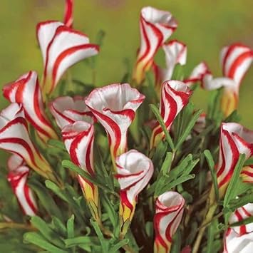 Oxalis versicolor blume samen for anpflanzung - cottage garten essential, heirloom & gmo free samen for home garten
 
 sale for anpflanzung in home garten.