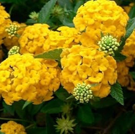 Thick gelb hydrangea blume samen for anpflanzung premium quality heirloom & gmo free samen for home garten
 
 sale samen for home garten anpflanzung