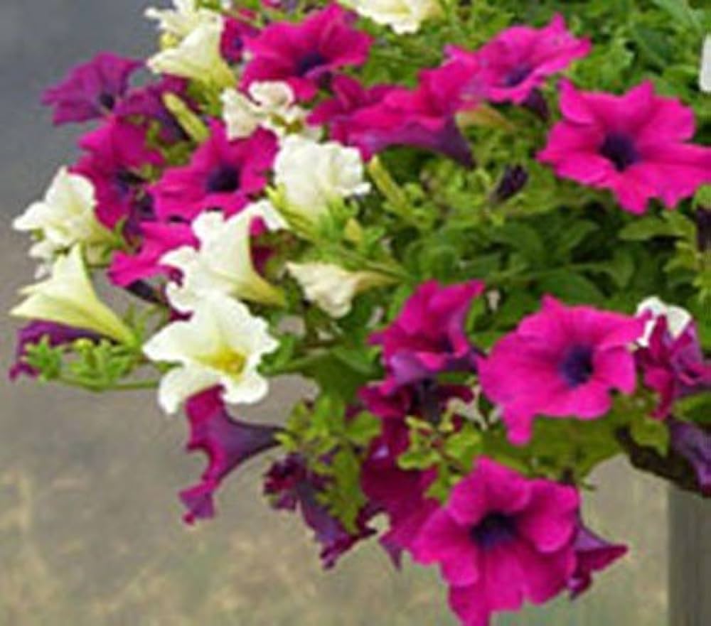 Schwarz Rosa Petunie Blumensamen zur Aussaat Traditionssorte ohne Gentechnik Anzucht Garten Blüten robust Sorte