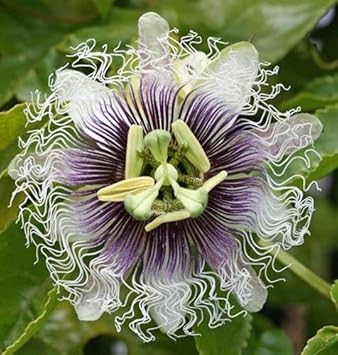 Lila passion blume samen for anpflanzung - compact growth, heirloom & gmo free samen for home garten
 
 sale for anpflanzung in home garten.