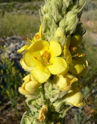 Flowerssamen von verbascum densiflorum mullein blume samen