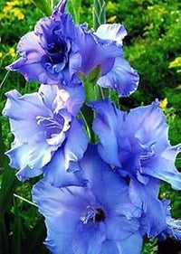 Himmelblau Gladiole Blumensamen zur Aussaat duftend Blüten Traditionssorte & ohne Gentechnik Samen Hausgarten