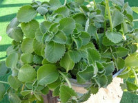 spanish thyme plectranthus amboinicus pflanze samen