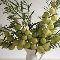 Gomphocarpus Physocarpus Samen zur Aussaat Wildblume Garten & Landscape