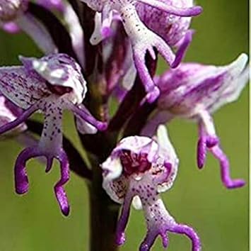 Lila naked men orchid blume samen for anpflanzung low maintenance heirloom & gmo free samen for home garten
 
 sale samen for home garten anpflanzung