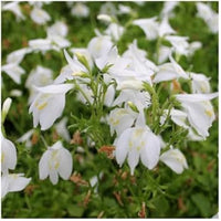 Marshflower samen for anpflanzung cottage garten essential heirloom & gmo free samen for home garten 
 
 sale for anpflanzung in home garten