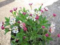 Night blühend Zaluzianskya Phlox Blumensamen