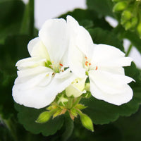 Weiß Geranie Blumensamen zur Aussaat – lang Blüte Saison – Traditionssorte & ohne Gentechnik Samen Hausgarten