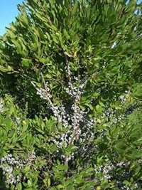 Grün myrica pennsylvanica blume samen for anpflanzung - cut blume favorite, heirloom & gmo free samen for home garten
 
 sale samen for home garten