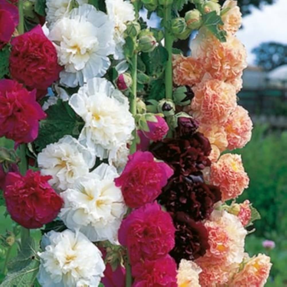 Stockrose Samen zur Aussaat Alcea Rosea Landhaus Garten Blume fence