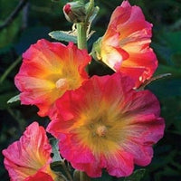 Mixed hollyhock blume samen for anpflanzung - garten favorite, heirloom & gmo free samen for home garten
 
 sale samen for home garten