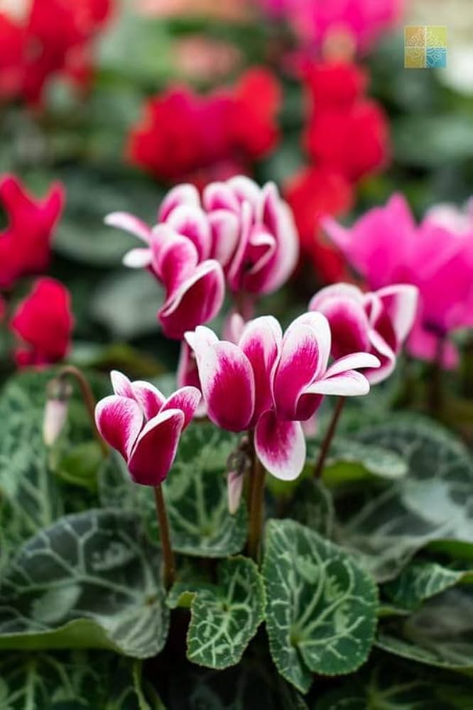 Rot Weiß Alpenveilchen Blumensamen zur Aussaat – saisonal Dauerblüher – Traditionssorte & ohne Gentechnik Samen Hausgarten