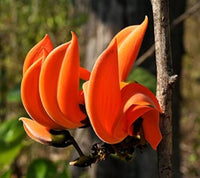 Mini Flame Lilium Brownii Pflanzen Blumensamen