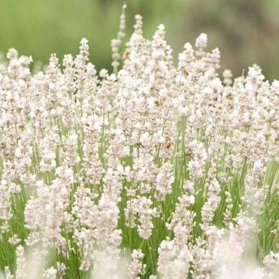 Weiß Ellagance Snow Blumensamen zur Aussaat – duftend Blüten – Traditionssorte & ohne Gentechnik Samen Hausgarten