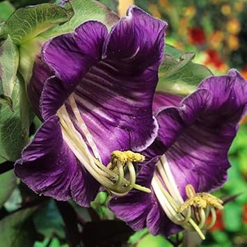 Heirloom cobaea blume samen for anpflanzung compact growth heirloom & gmo free samen for home garten 
 
 sale for anpflanzung in home garten