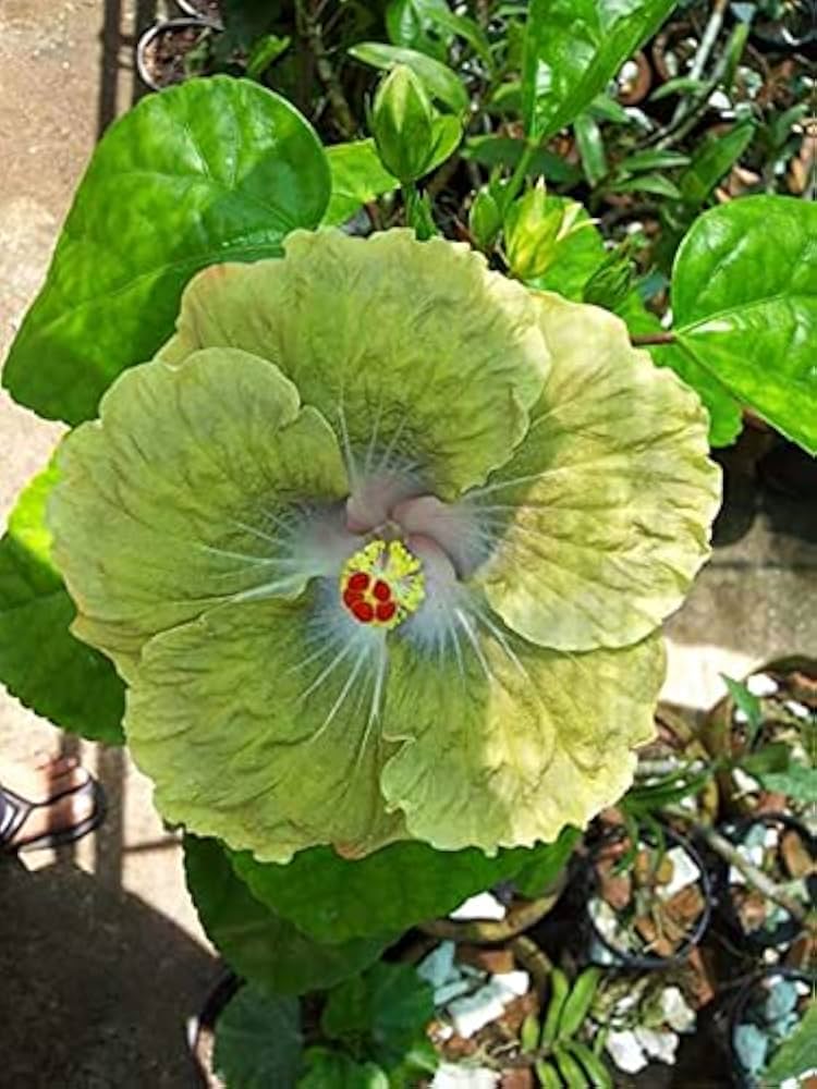 Grün Hibiskus Blumensamen zur Aussaat Wildblume Mischung Traditionssorte & ohne Gentechnik Samen Hausgarten