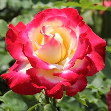Dragon rose rosa gelb blume samen for anpflanzung - fragrant blossoms, heirloom & gmo free samen for home garten
 
 sale for anpflanzung in home garten