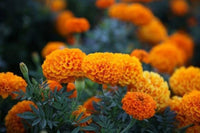 Orange Immergrün Blumensamen zur Aussaat – farbenfroh Schau – Traditionssorte & ohne Gentechnik Samen Hausgarten