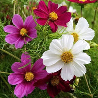 Cosmos Versailles Series Mischung Samen Gartenblumen